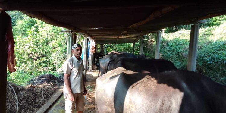 दुध बेचेरै मनग्य आम्दानि गर्दै गुर्भाकोटका तिलक ढकाल