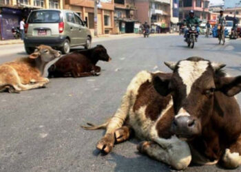छाडा पशुचौपायाको ब्यवस्थापन गर्दै पञ्चपुरी नगरपालिका