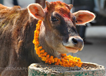 यमपञ्चक अर्थात् तिहारको तेस्रो दिन आज गाईको पूजा गरी मनाइँदै