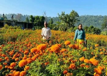 बोटेचौरमा पुष्प खेती ढकमक्क,