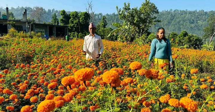 बोटेचौरमा पुष्प खेती ढकमक्क,