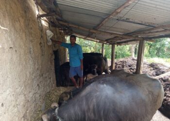 दूध उत्पादनमा आत्मनिर्भर बन्दै ग्रामीण किसान:अनुदान अभाव र लागत वृद्धिले चुनौती थपिँदै