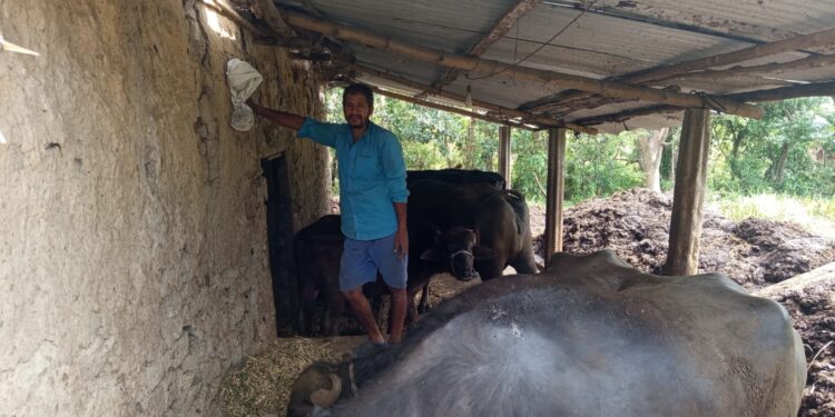 दूध उत्पादनमा आत्मनिर्भर बन्दै ग्रामीण किसान:अनुदान अभाव र लागत वृद्धिले चुनौती थपिँदै